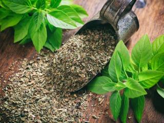 Basil