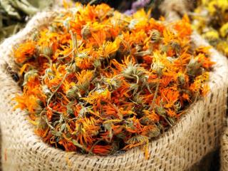 Calendula Flower
