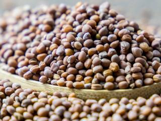 radish seeds